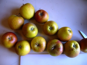 Les pommes de variété Cox